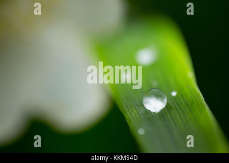 Grashalm mit dewdrop, close-up Stockfoto