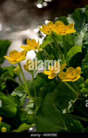 Marsh Ringelblumen, Nahaufnahme, Caltha palustris Stockfoto