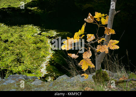 Naturschutzgebiet Tintenfass am Farnsberg, Unterfranken, Bayern, Deutschland Stockfoto