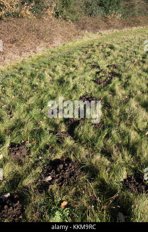 Maulwurfhügel in Rasen... Stockfoto