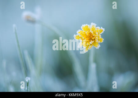 Wiese Hahnenfuß (Ranunculus acris) Blume in Frost bedeckt. Cahir, Tipperary, Irland. Stockfoto