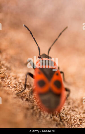 Feuer Bug am Drachenfels, Pfälzer Wald, Rheinland-Pfalz, Deutschland, Stockfoto