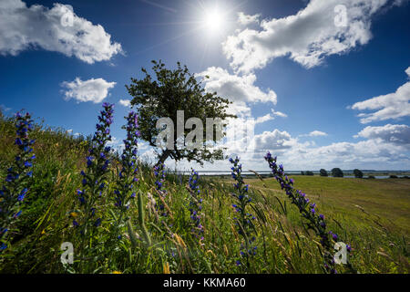 Das Hochland der Insel Hiddensee mit einzelnen Bäumen auf die natürliche Wiese, Sommer an der Ostsee. Stockfoto