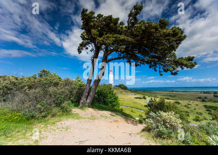 Das Hochland der Insel Hiddensee mit einzelnen Bäumen auf die natürliche Wiese, Sommer an der Ostsee. Stockfoto