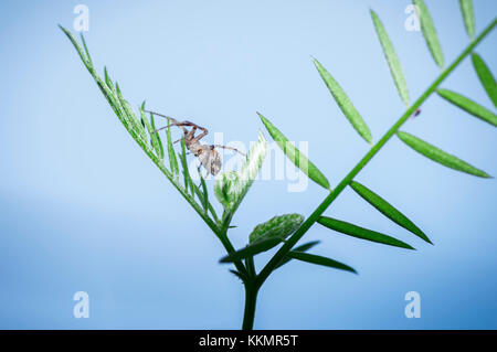 Gartenkreuzspinne (Araneus diadematus) in Südtirol in einer Filiale-Crotch vor blauem Hintergrund sitzen Stockfoto