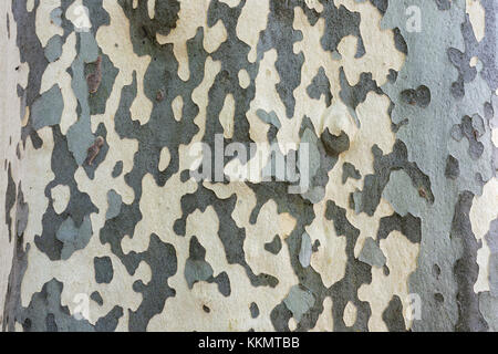 In der Nähe eines grossen platanus Platane Rinde Textur Stockfoto