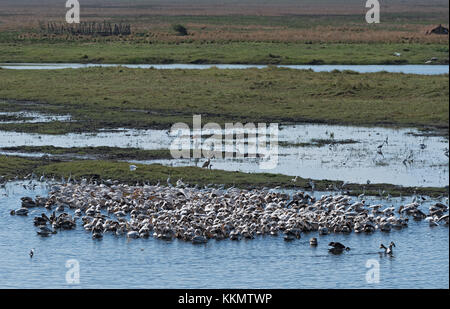 Großen weißen Pelikane an der Grenze Fluss Chobe Nationalpark, Botswana, Namibia Stockfoto