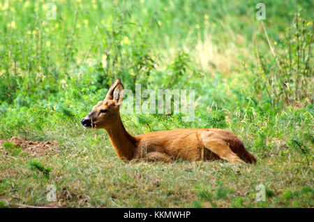 Junge Rehe in der Sonne am Rand der Wälder Stockfoto