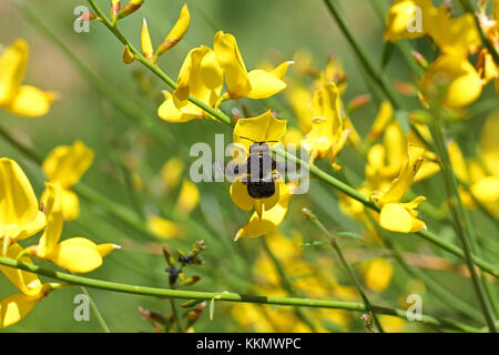 Carpenter bee lateinischer Name xylocopa violacea auf gelbem Ginster oder ginsestra Blume lateinischer Name cytisus Scoparius oder spachianus im Frühjahr in Italien Stockfoto