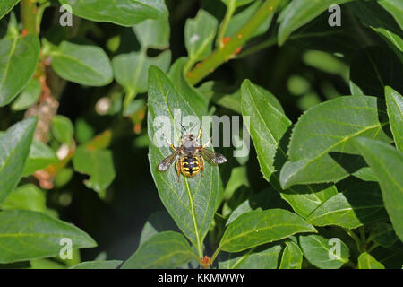 Biene anthidium manicatum lateinischer Name oder variegata Fütterung auf eine photinia leaf Red Robin latin fuseri Stockfoto