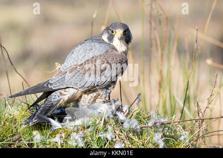 Peregrine (Captive) sitzen auf tote Taube Stockfoto