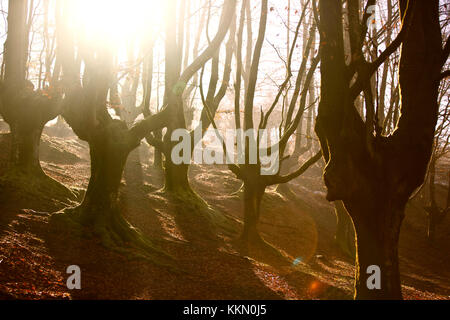 Schöne Licht am Morgen im Herbst Stockfoto