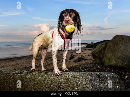 Englisch Springer Spaniel Stockfoto