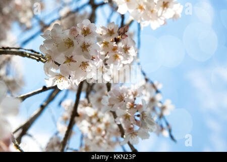 Feder Sakura Blüten in Filialen. Stockfoto