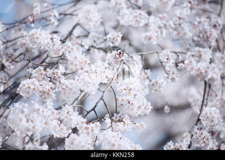 Feder Sakura Blüten in Filialen. Stockfoto