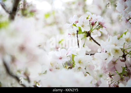 Feder Sakura Blüten in Japan Stockfoto