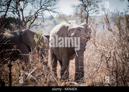 Junger Elefant gehend durch dornige Busch Stockfoto