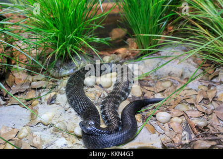 Australien, Healesville, Festland tiger Snake, Notechis scutatus, Sanctuary, Sir Colin MacKenzie, Victoria, giftige *** Local Caption *** Australien, Stockfoto