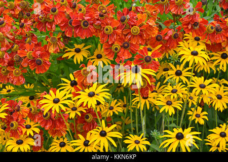 Nahaufnahme der einen Garten Blume Grenze mit bunten Helenium 'Moerheim Beauty' und Rudbeckia fulgida 'goldsturn' Stockfoto