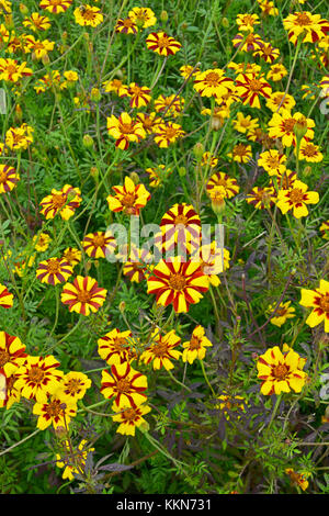 Nahaufnahme der bunt blühende Tagetes Patula 'Jolly Jester' in einem Land, Garten Stockfoto