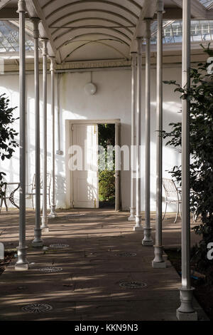 Nachmittag Licht und Schatten in die Kamelie Haus Wollaton Park in Nottingham, Nottinghamshire England Großbritannien Stockfoto