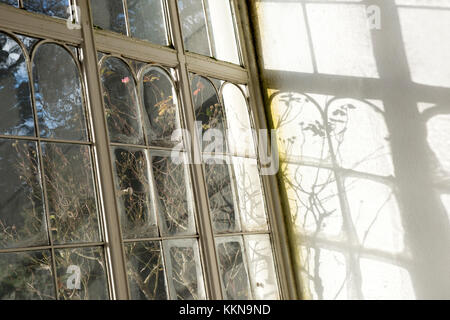 Nachmittag Licht und Schatten in die Kamelie Haus Wollaton Park in Nottingham, Nottinghamshire England Großbritannien Stockfoto