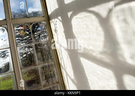 Nachmittag Licht und Schatten in die Kamelie Haus Wollaton Park in Nottingham, Nottinghamshire England Großbritannien Stockfoto