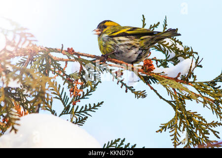 Siskin sitzt auf einem schneebedeckten Zweig im Winter mit sonnigen Hotspot Stockfoto