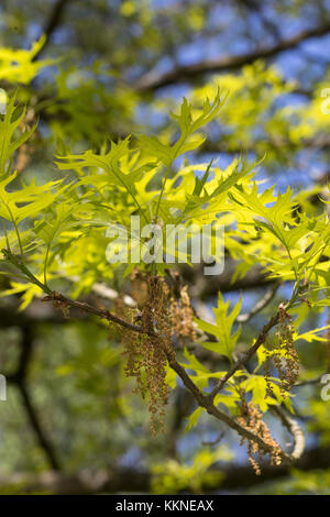 Sumpf-Eiche, Sumpf-Eiche, Spree-Eiche, Boulevard-Eiche, Nagel-Eiche, Eiche, Quercus palustris, Nadeleiche, spanische Sumpf-Eiche, Le Chêne des marais, Chêne à Stockfoto