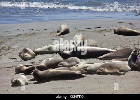 Kalifornien, USA - 14.August 2013: Seelöwen am Strand entlang des Highway 1 von San Francisco nach Los Angeles Stockfoto