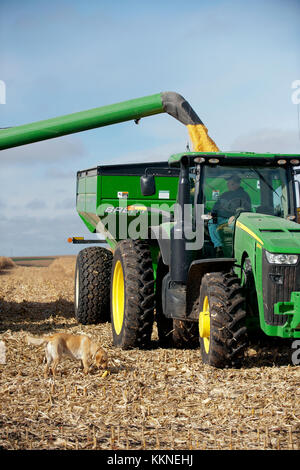 JOHN DEERE MÄHDRESCHER ENTLADEN VON GETREIDE IN DEN TRICHTER in Utica, Minnesota. Stockfoto