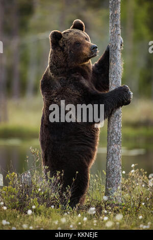 Erwachsener männlicher Braunbär (Ursus arctos) Kratzer Baum Während bis in Vartius, Finnland Stockfoto