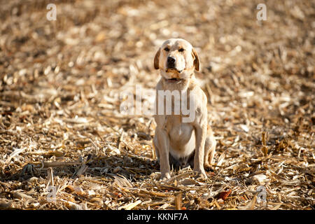 Gelbe LABRADOR RETRIEVER sitzen im MAISFELD in Utica, Minnesota. Stockfoto