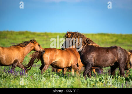 Wilde Pferde grasen im Sommer Wiese Stockfoto