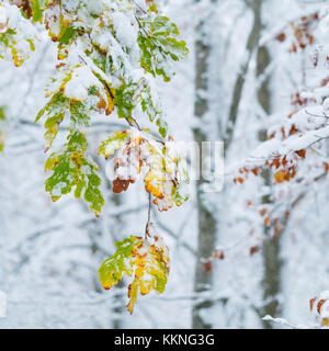 Eiche - Roble, verschneiten Wald im Herbst, Sierra cebollera Natural Park, La Rioja, Spanien, Europa Stockfoto