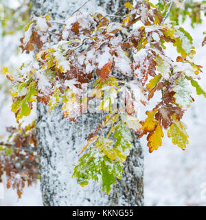 Eiche - Roble, verschneiten Wald im Herbst, Sierra cebollera Natural Park, La Rioja, Spanien, Europa Stockfoto