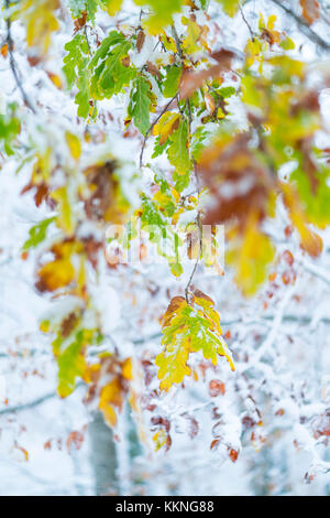 Eiche - Roble, verschneiten Wald im Herbst, Sierra cebollera Natural Park, La Rioja, Spanien, Europa Stockfoto