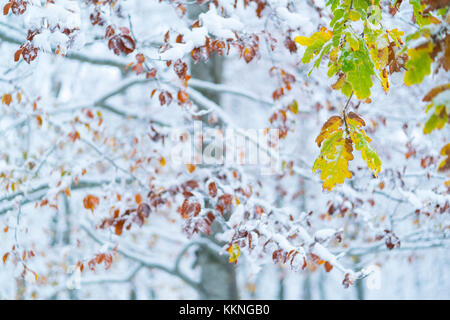 Eiche - Roble, verschneiten Wald im Herbst, Sierra cebollera Natural Park, La Rioja, Spanien, Europa Stockfoto