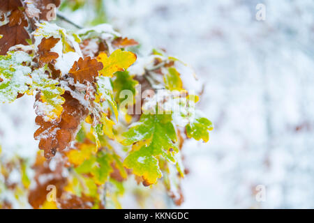 Eiche - Roble, verschneiten Wald im Herbst, Sierra cebollera Natural Park, La Rioja, Spanien, Europa Stockfoto