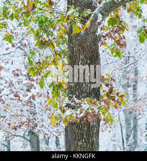 Eiche - Roble, verschneiten Wald im Herbst, Sierra cebollera Natural Park, La Rioja, Spanien, Europa Stockfoto