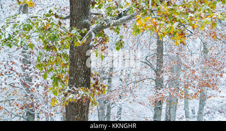 Eiche - Roble, verschneiten Wald im Herbst, Sierra cebollera Natural Park, La Rioja, Spanien, Europa Stockfoto