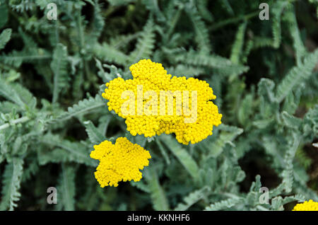 Gelbe schafgarbe Blumen, grünen Feld Bush plant, Achillea millefolium (coada soricelului) schließen. Stockfoto