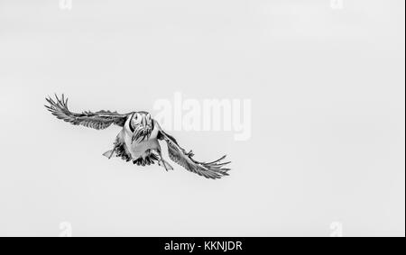 Papageitaucher im Flug über die Farne Islands, beladen mit sandaalen Stockfoto