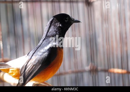 Fighter Vögel oder in Asien genannt ist ein murai Batu Stockfoto