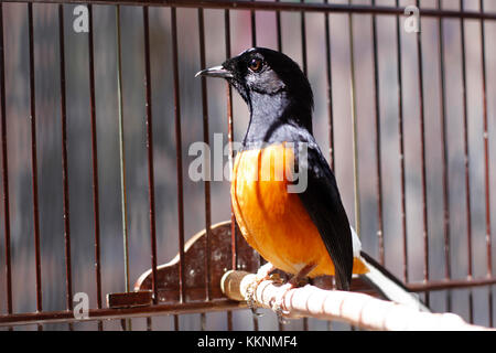 Fighter Vögel oder in Asien genannt ist ein murai Batu Stockfoto