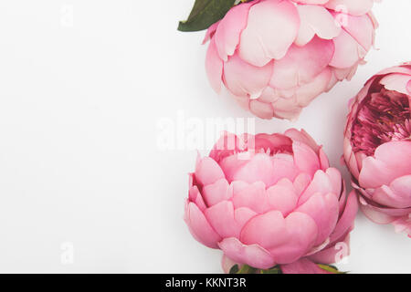 Rosa pfingstrose Blüten auf einen einfachen Hintergrund Stockfoto