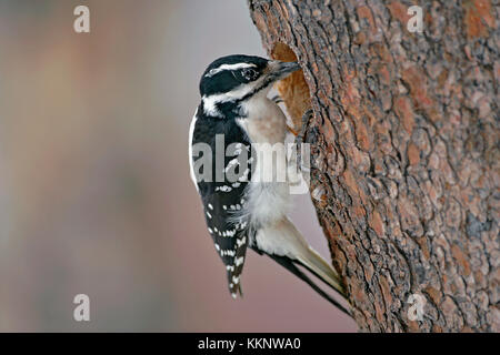 Hairy Specht, Weiblich an der Bohrung von Pine Tree Stockfoto
