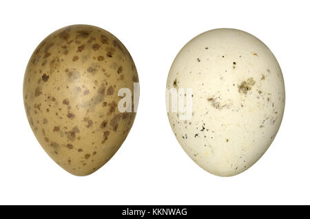 Schmarotzerraubmöwe - Eulen parasiticus Stockfoto