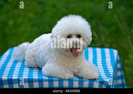 Bichon Frise Hund Festlegung auf Tisch, außen Stockfoto