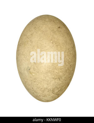 Haubentaucher - Podiceps cristatus Stockfoto